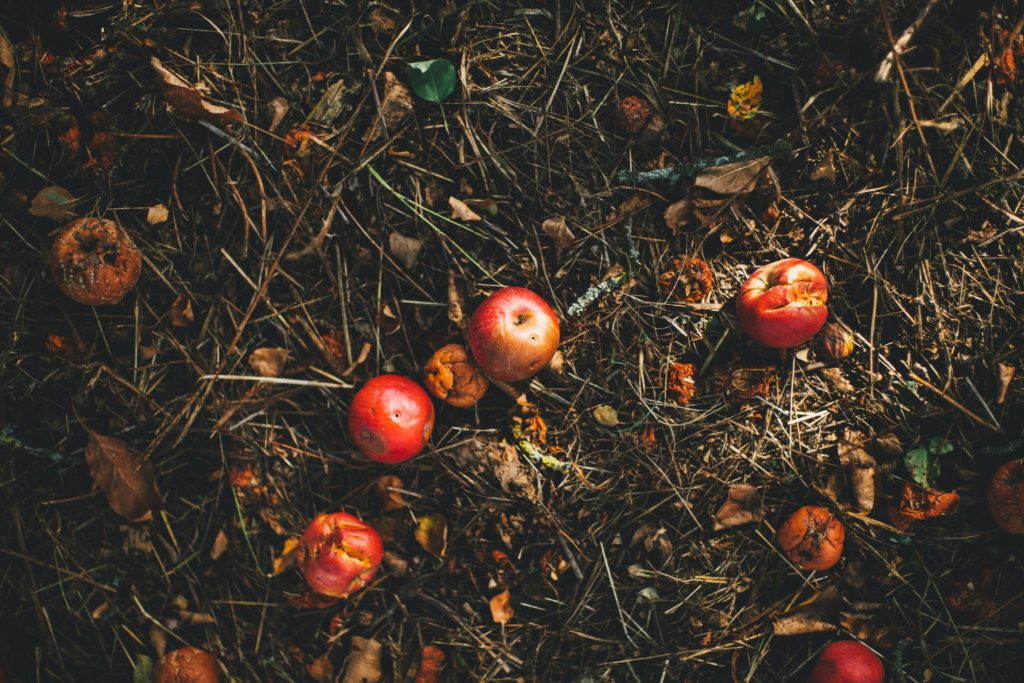 biodechets organiques